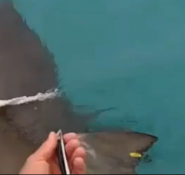 Yellow colored transmitter on the shark