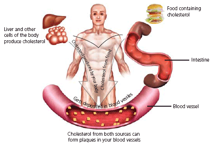 Some Tips to increase HDL Cholesterol level in your Body