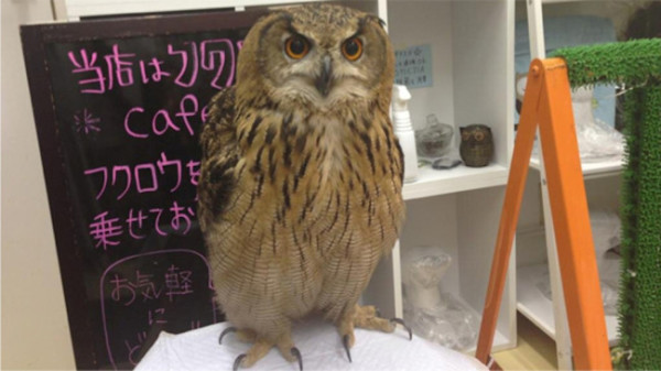 Owl-Cafe-1-650x366