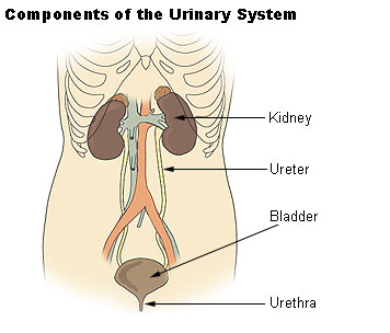 Illu_urinary_system (1)