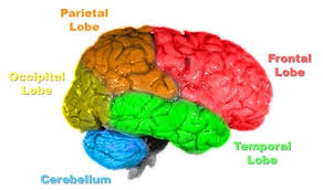 Brain & the nervous system