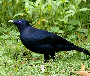 Satinbowerbird Male, source Wikipedia