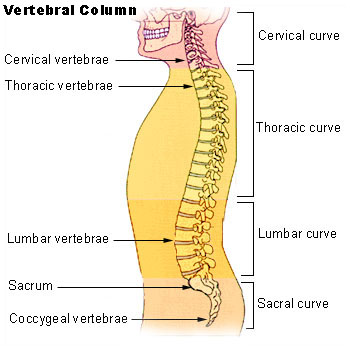 Illu_vertebral_column