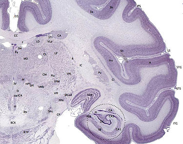 375px-Brainmaps-macaque-hippocampus