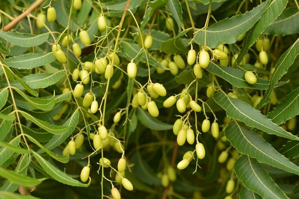 800px-Azadirachta_indica,_leaves_&_fruits