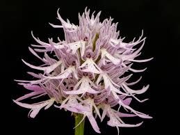 NAKED MAN ORCHID