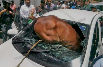 horse crashed in a car