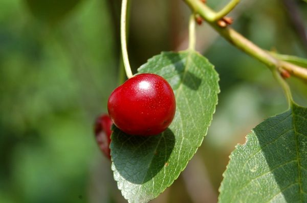 Cherries