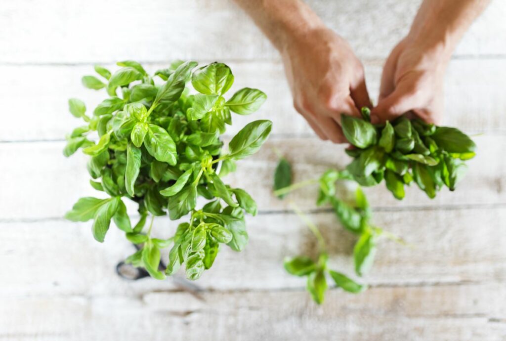 Basil-Leaves-Healthlivingyoga.com